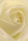 This evocative image transports you into the inner sanctum of a cream-white rose, as though cradled among its tender petals, bathed in Bermondsey's gentle city light. The creamy spirals unfold with extraordinary fineness, their touch imagined as delicate as morning mist settling over Tanner Street Park. Illuminated by soft shadow and luminous highlights, the bouquet radiates calm and understated drama-a whisper of peace amidst the bustle of SE1. In the hands of a skilled Bermondsey florist, this rose becomes a pure symbol of tribute or admiration, ideal for marking sympathies, farewells, or hopeful new chapters. Sweet fragrance, barely perceptible, imbues the moment with a sense of comfort, and the perspective invites connection-not just with the flower, but with the artistry and care dedicated to each arrangement for local delivery across Bermondsey. This bloom, so thoughtfully captured, is the essence of both natural beauty and heartfelt intention.